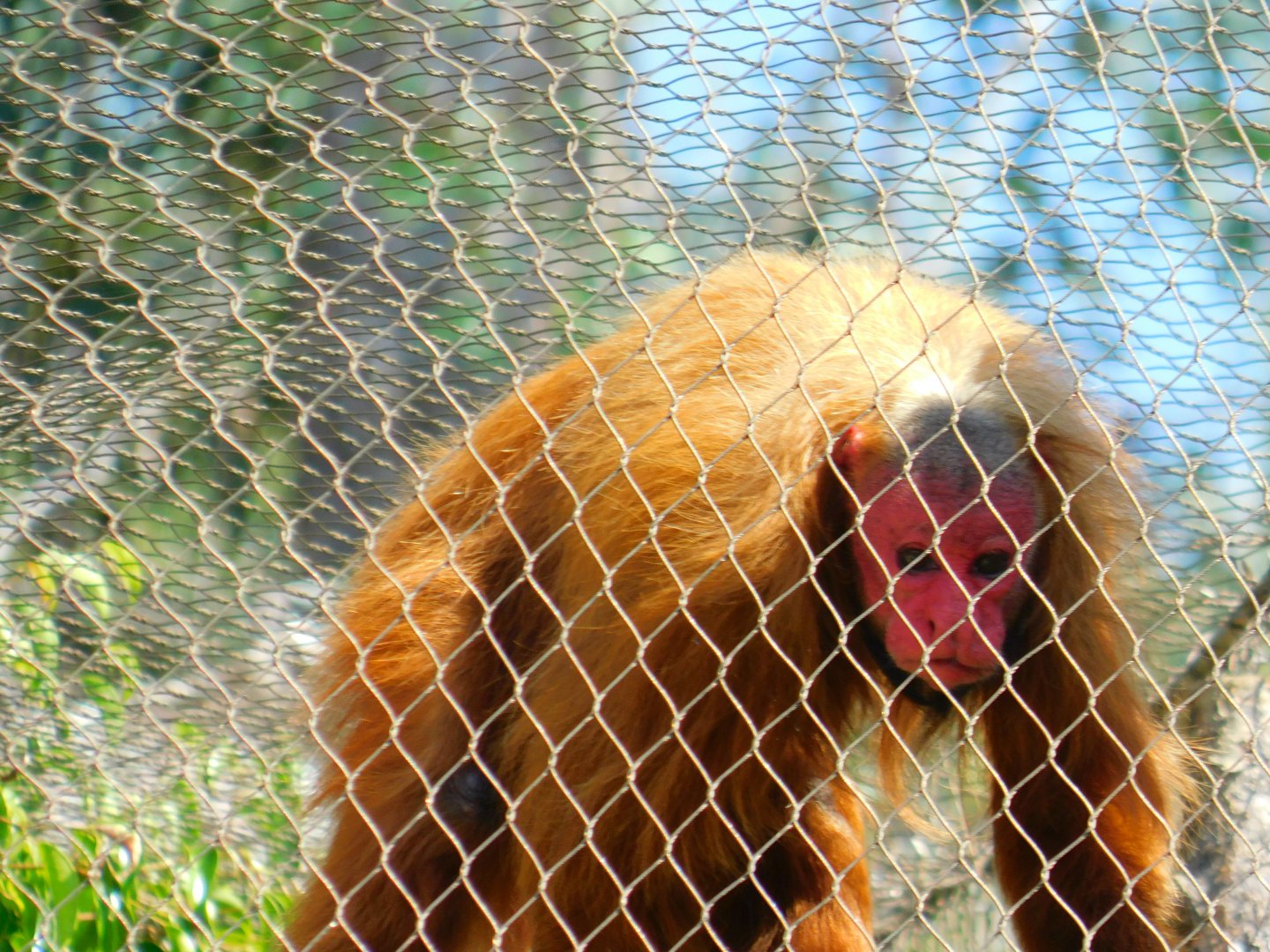 Red Uakari