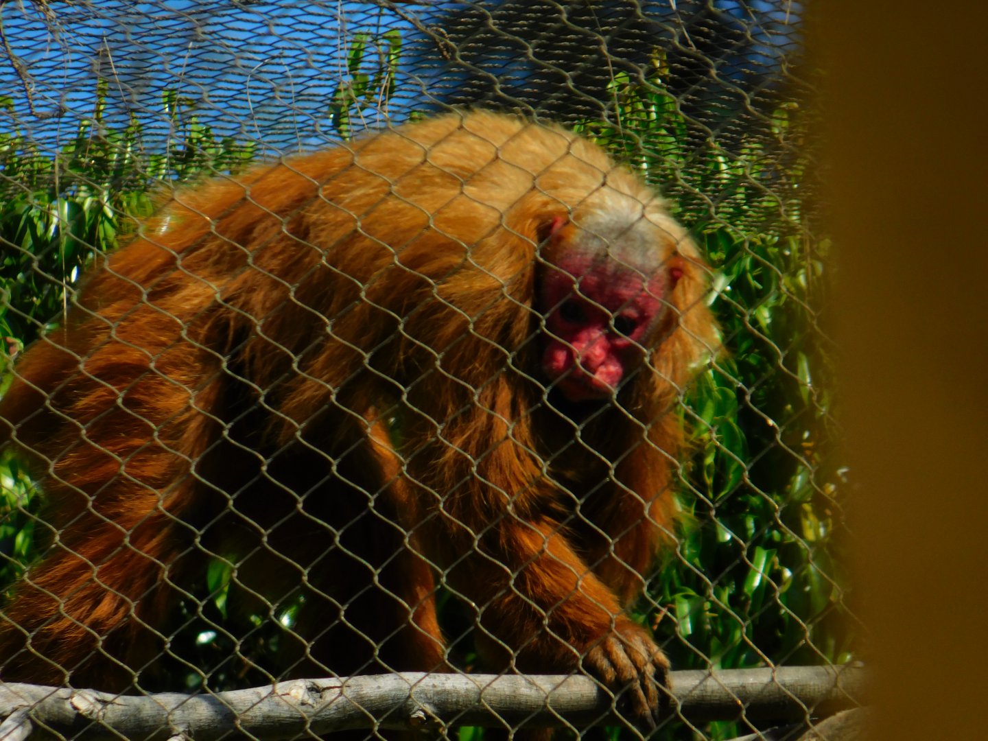 Red Uakari