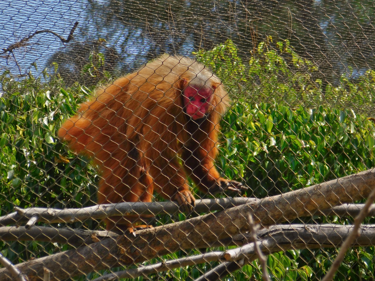 Red Uakari
