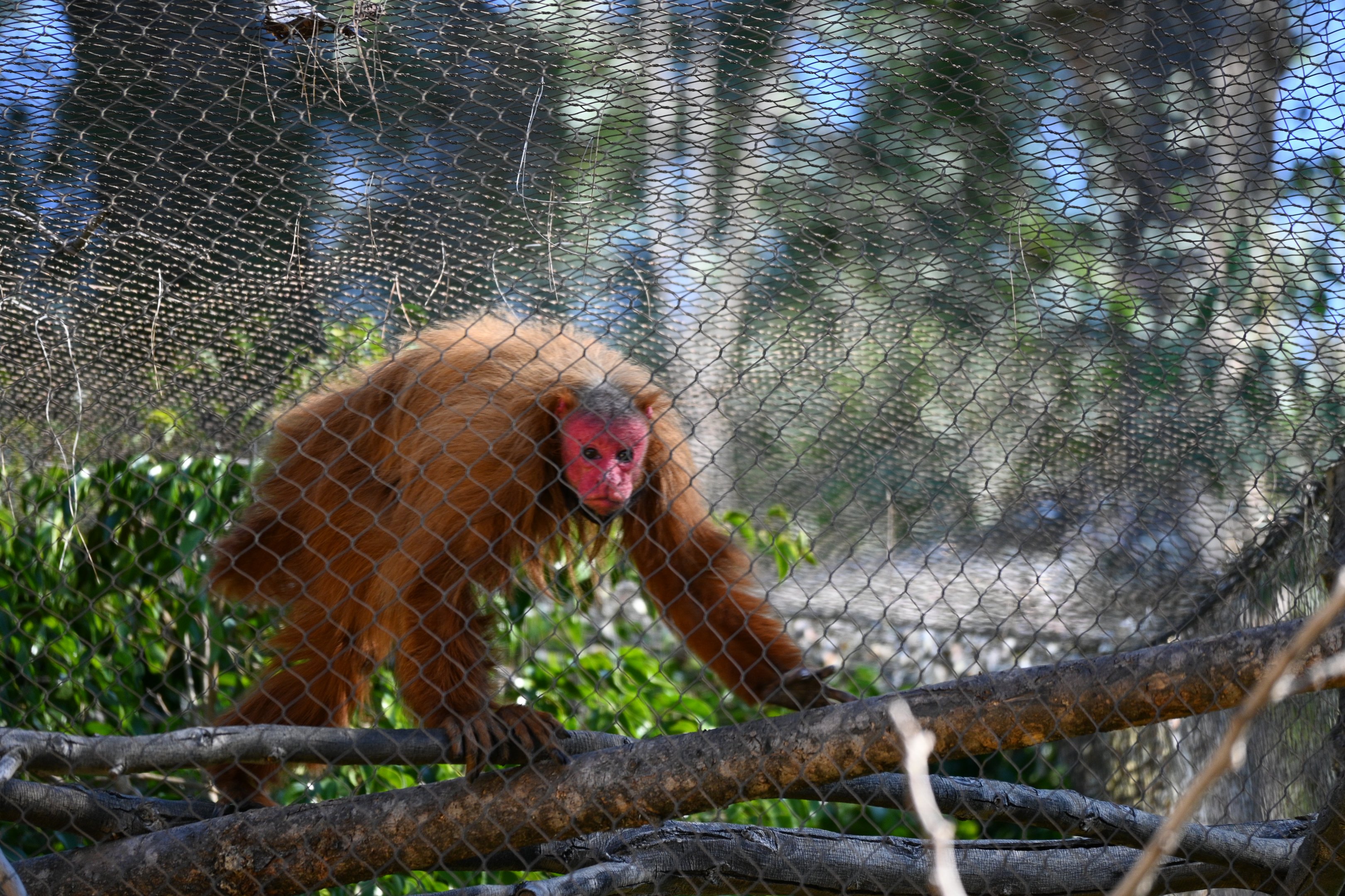 Red Uakari