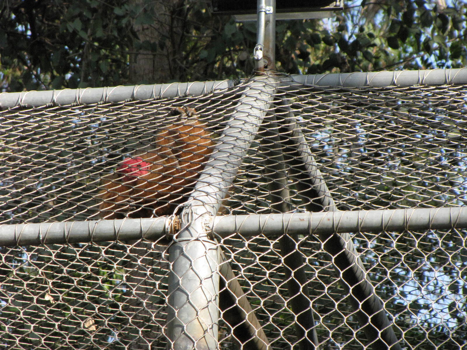 Red Uakari