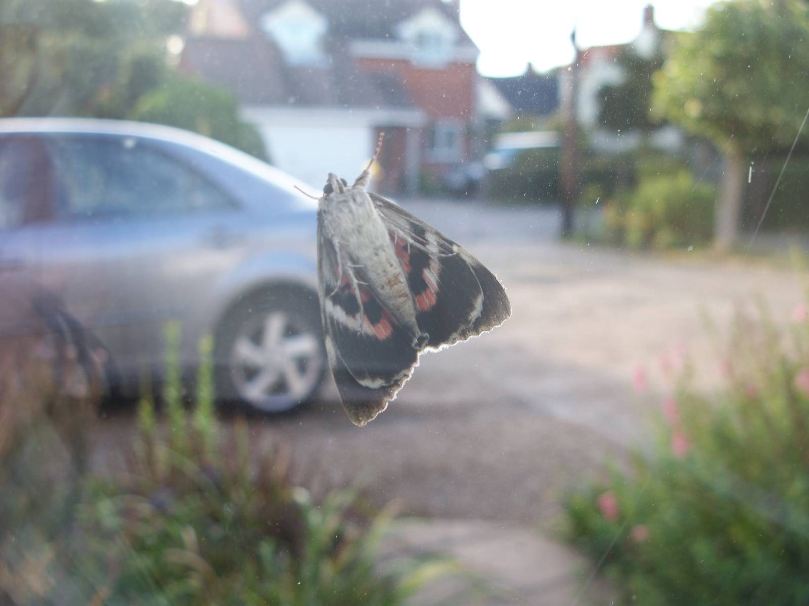 red underwing moth on window