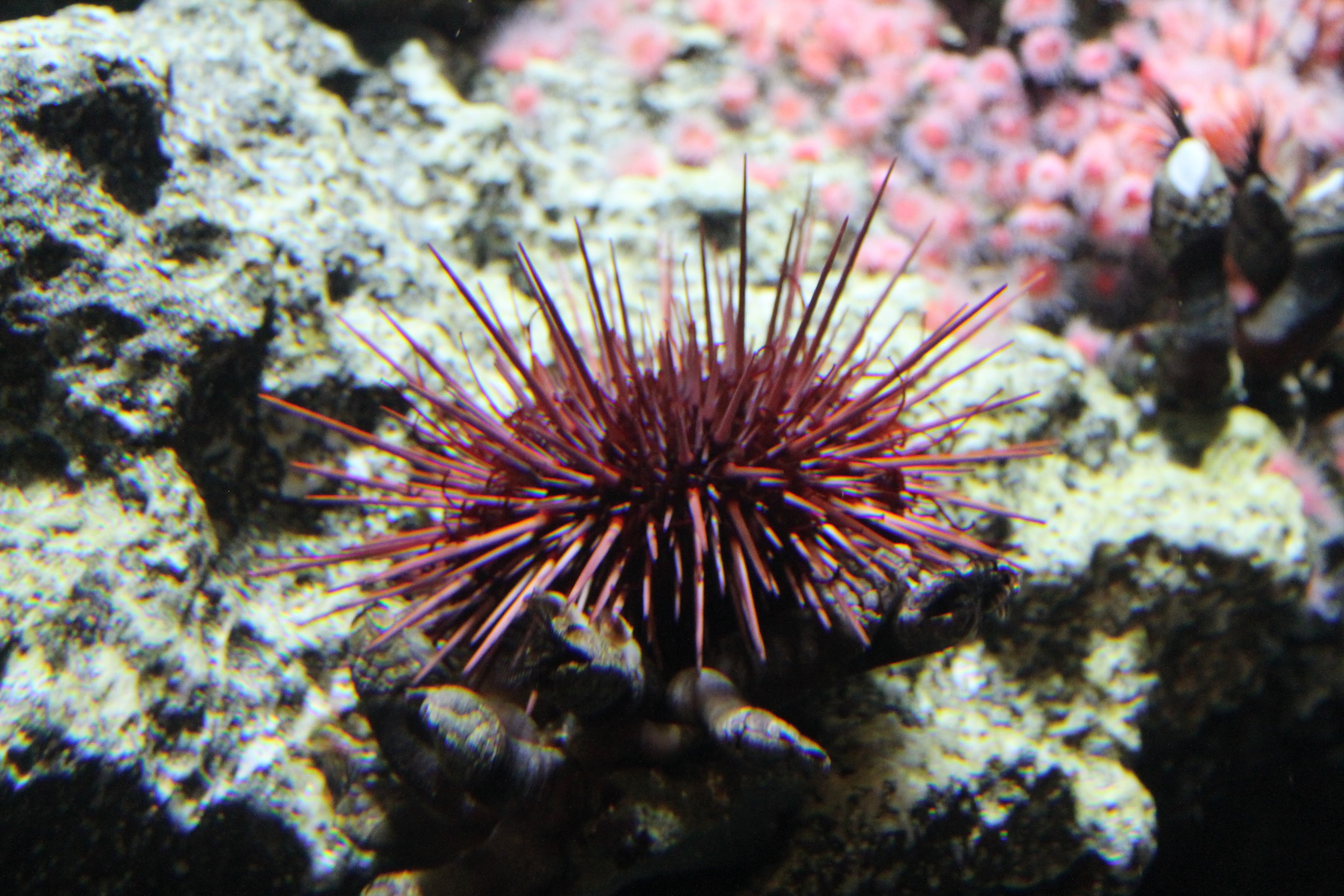 Red Urchin (Mesocentrotus franciscanus)