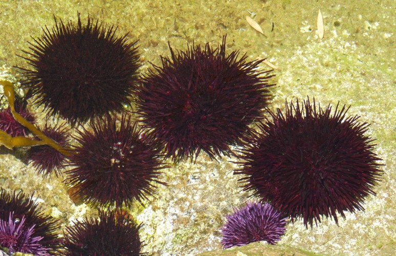 Red urchin, Red sea urchin, Giant red sea urchin (Strongylocentrotus franciscanus)