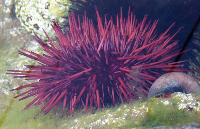 Red urchin, Red sea urchin, Giant red sea urchin (Strongylocentrotus franciscanus)