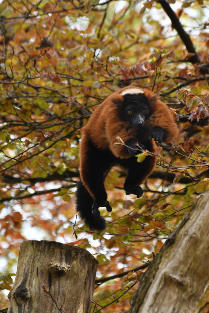 Red variegated lemur (Varecia rubra)
