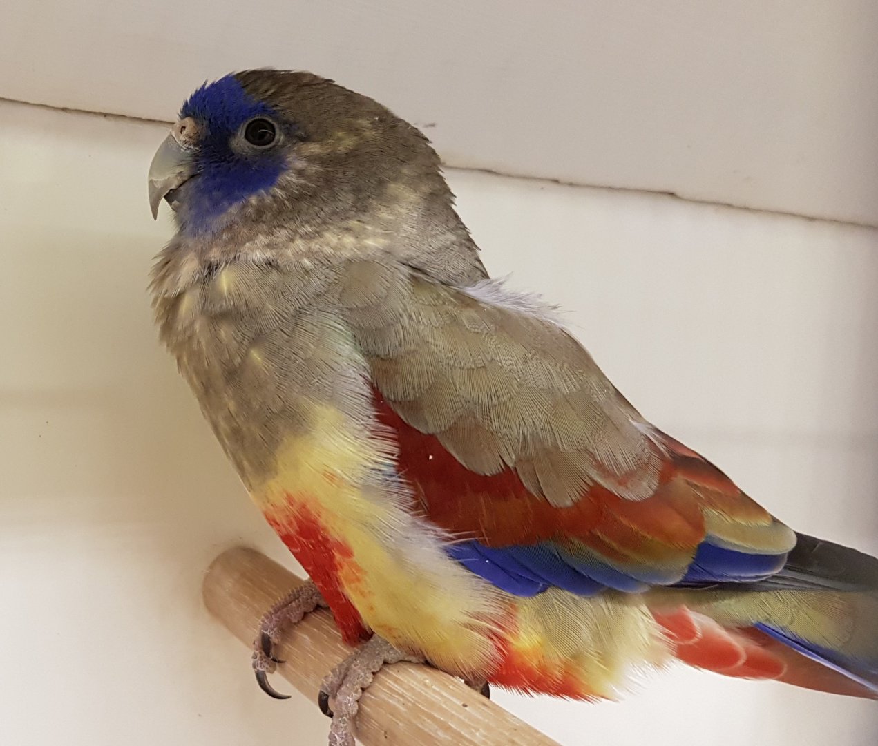 Red-vented blue-bonnet
