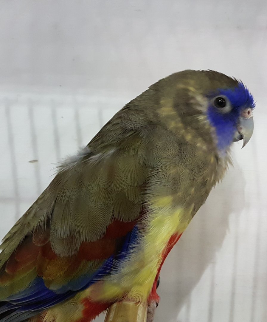 Red-vented blue-bonnet