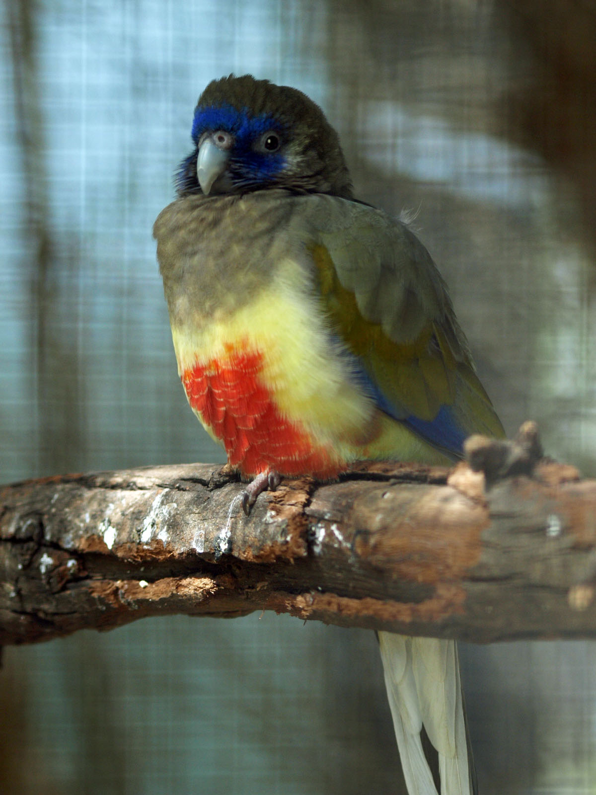 Red-vented Bluebonnet