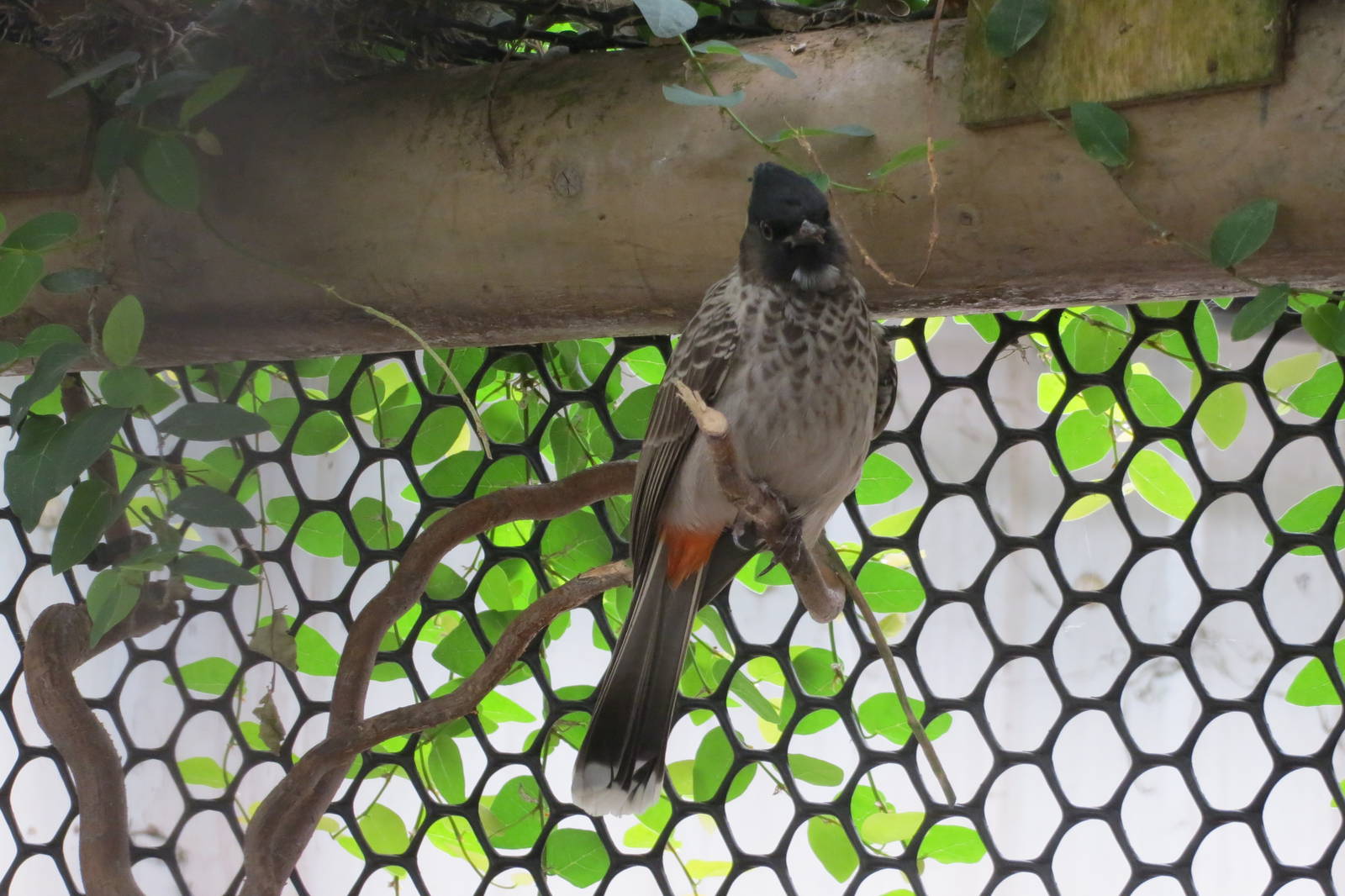 Red-vented Bulbul 060515