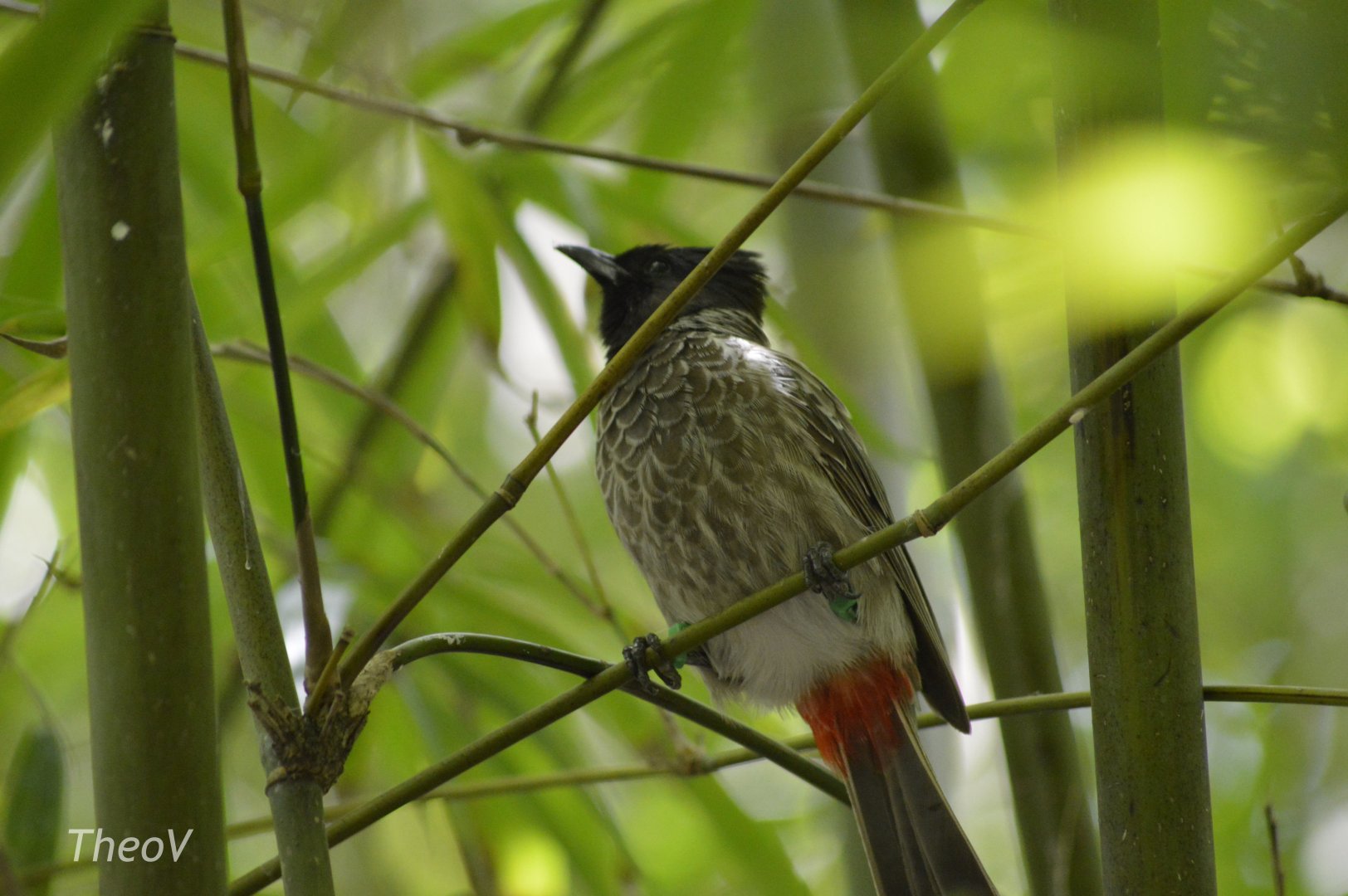 Red-vented bulbul [2017]
