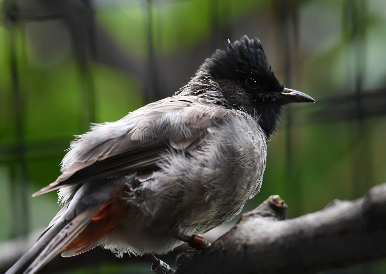 Red-vented bulbul - Feathers & Scales