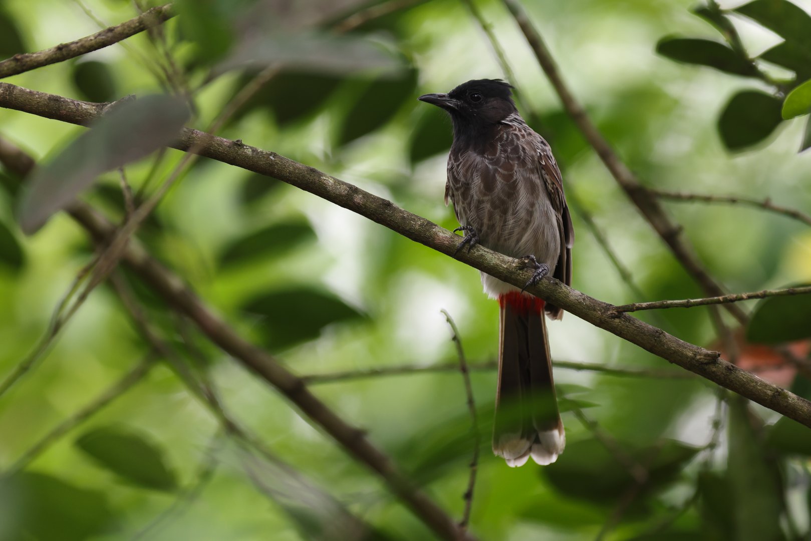 Red-vented Bulbul (Pycnonotus cafer) - Songs of the Forest