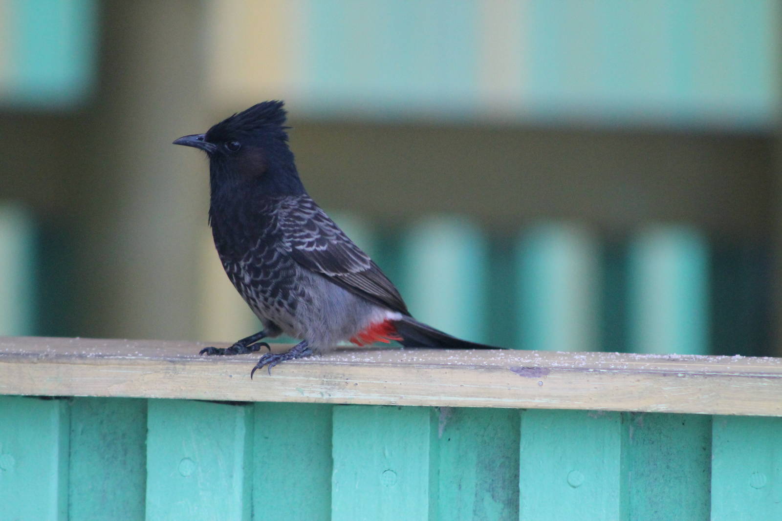 Red-vented bulbul (Pycnonotus cafer)