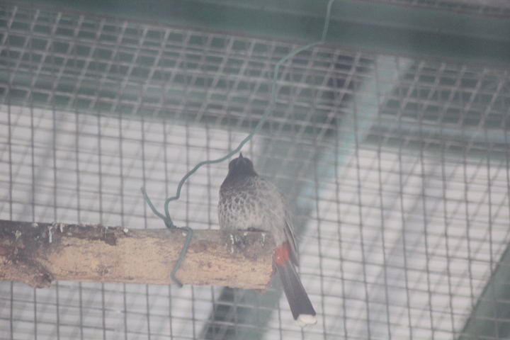 Red-vented bulbul (Pycnonotus cafer)