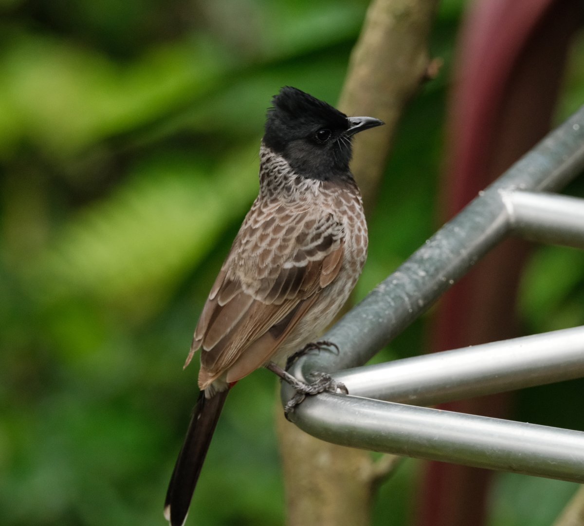 Red-vented Bulbul (Pycnonotus cafer)
