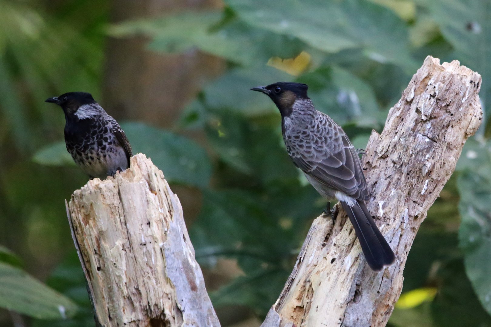 Red-vented Bulbul (Pycnonotus cafer)