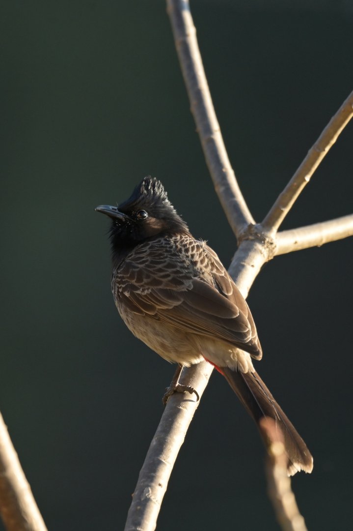 Red-vented Bulbul Pycnonotus cafer