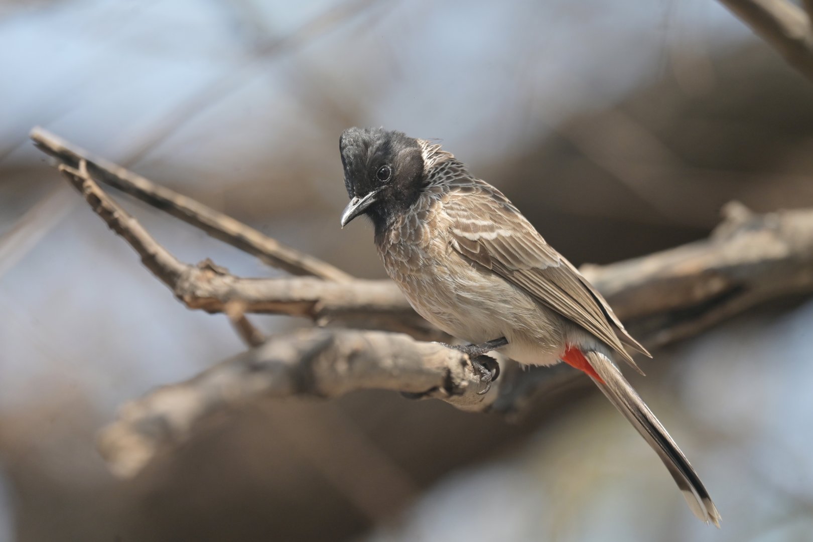 Red-vented Bulbul Pycnonotus cafer