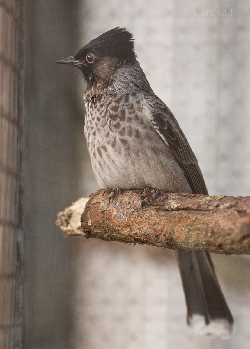 Red-vented bulbul : Thrigby Hall : 25 Mar 2016
