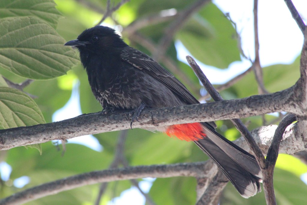 Red-vented Bulbul (wild)