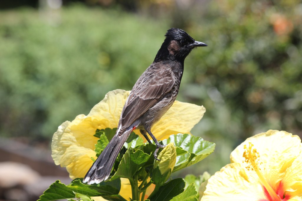 Red-vented Bulbul (wild)