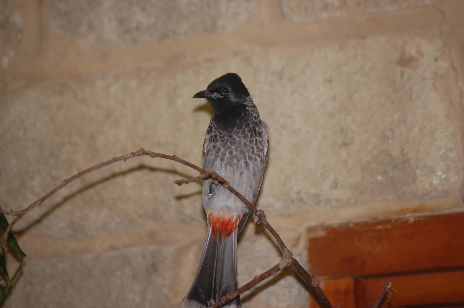 Red-vented Bulbul