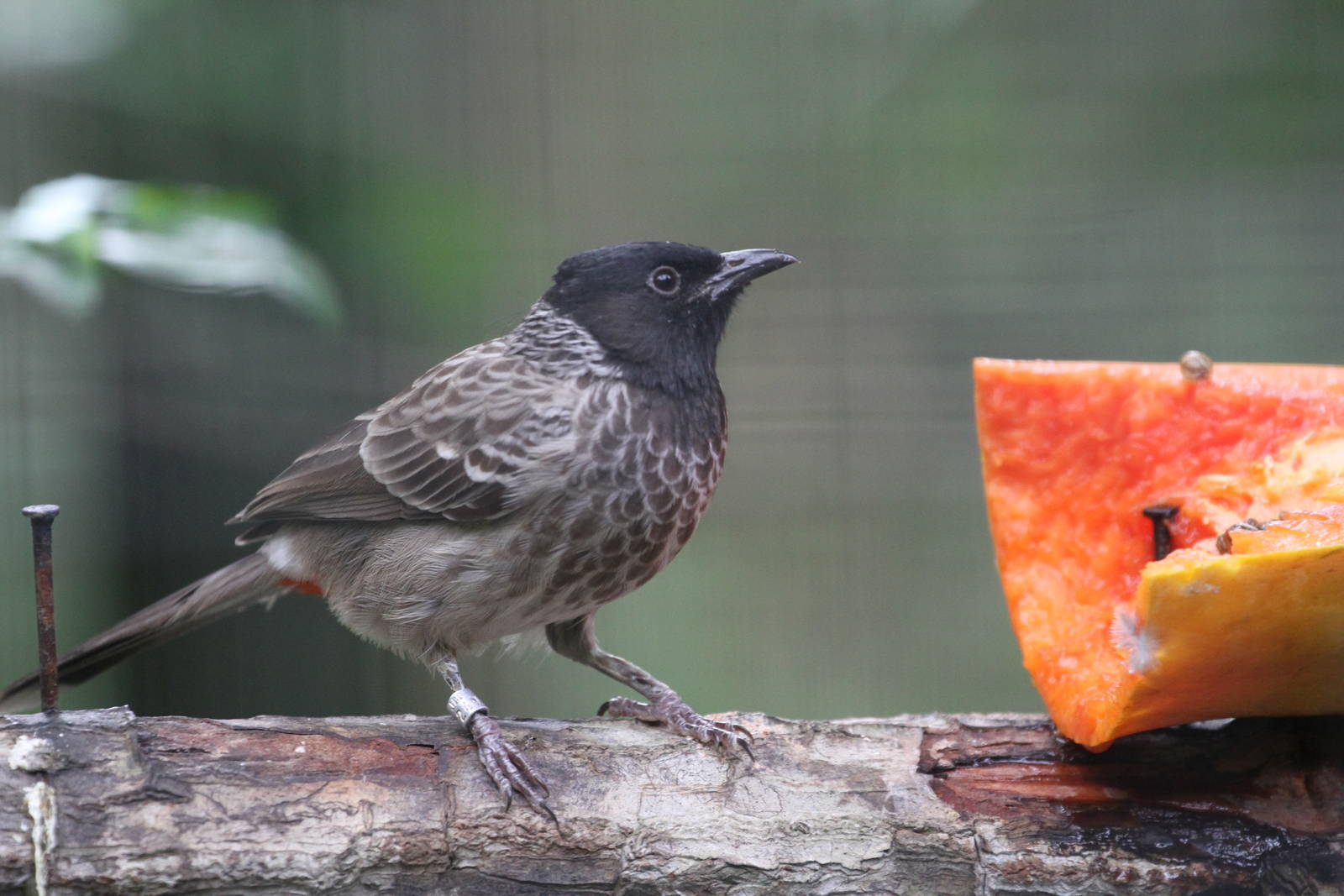 Red-vented Bulbul?