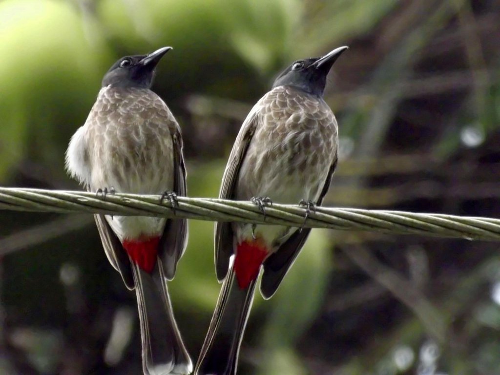Red vented bulbul