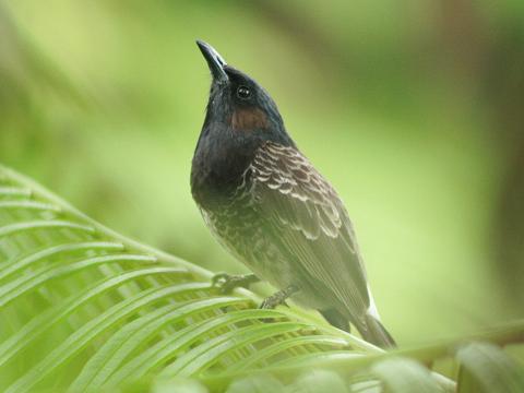 Red-vented Bulbul