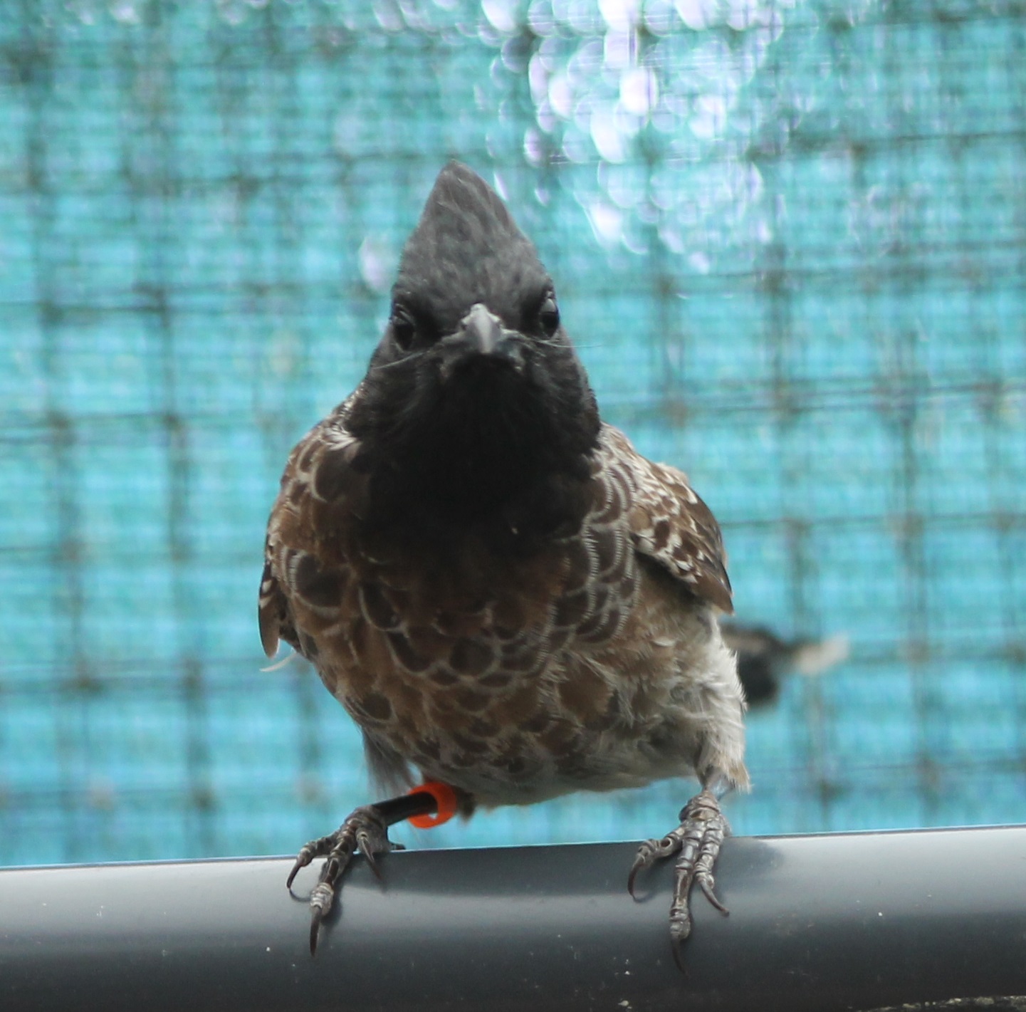 Red-vented bulbul