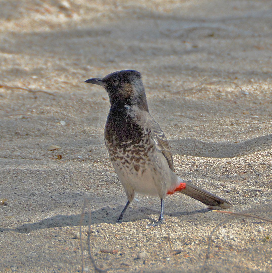 Red-vented bulbul
