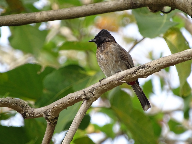 Red-vented bulbul