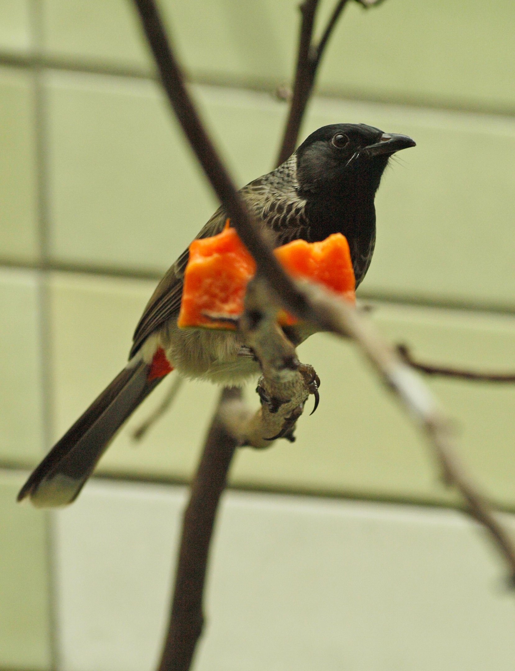 Red-vented bulbul