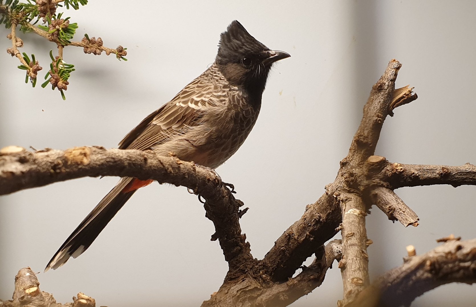 Red-vented bulbul