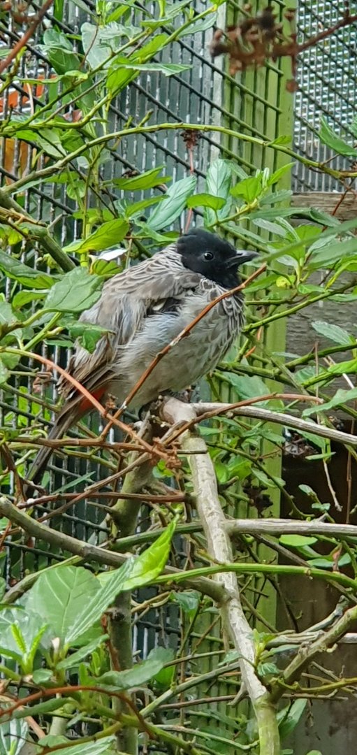 red vented bulbul
