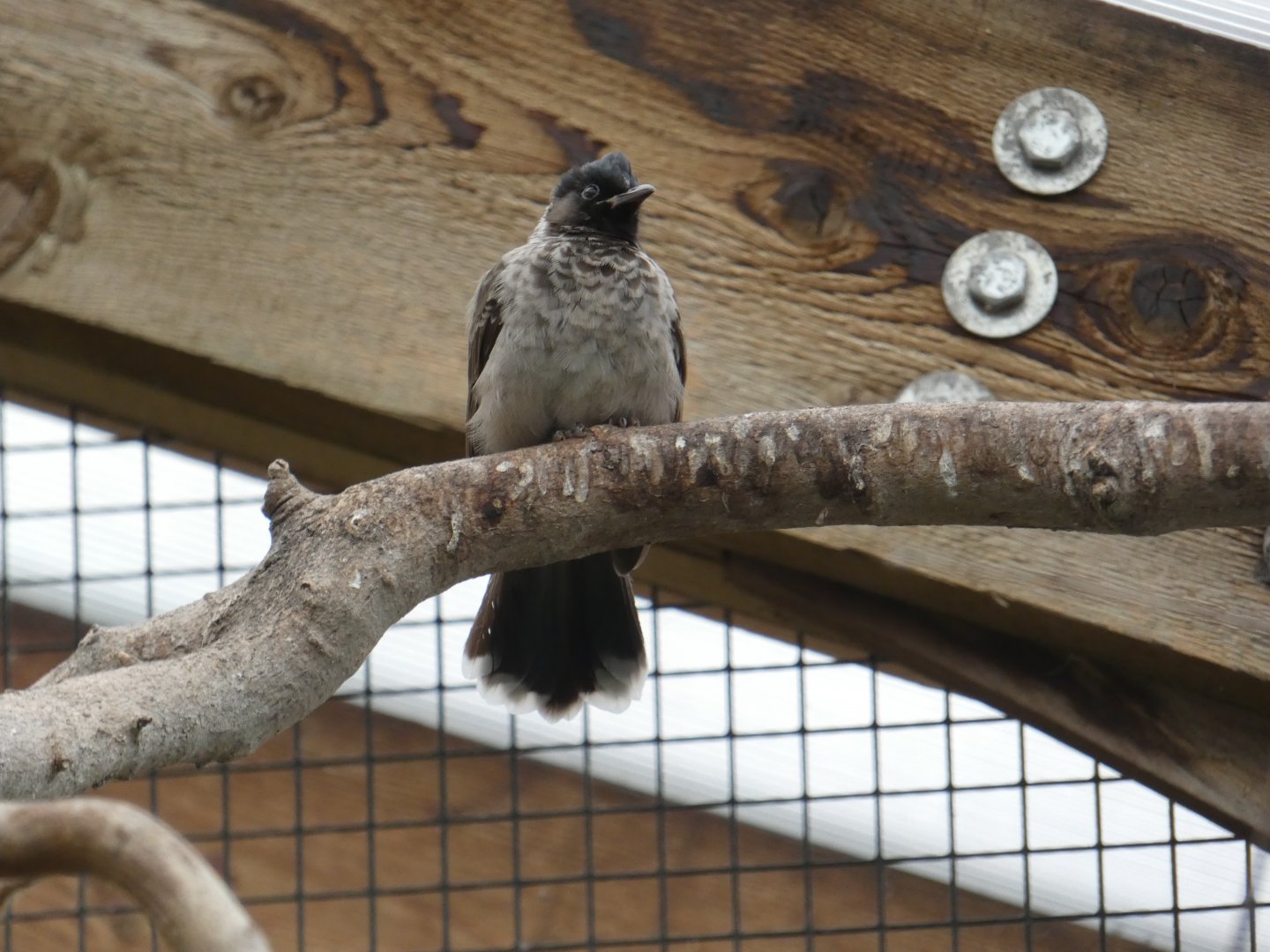 Red-vented bulbul
