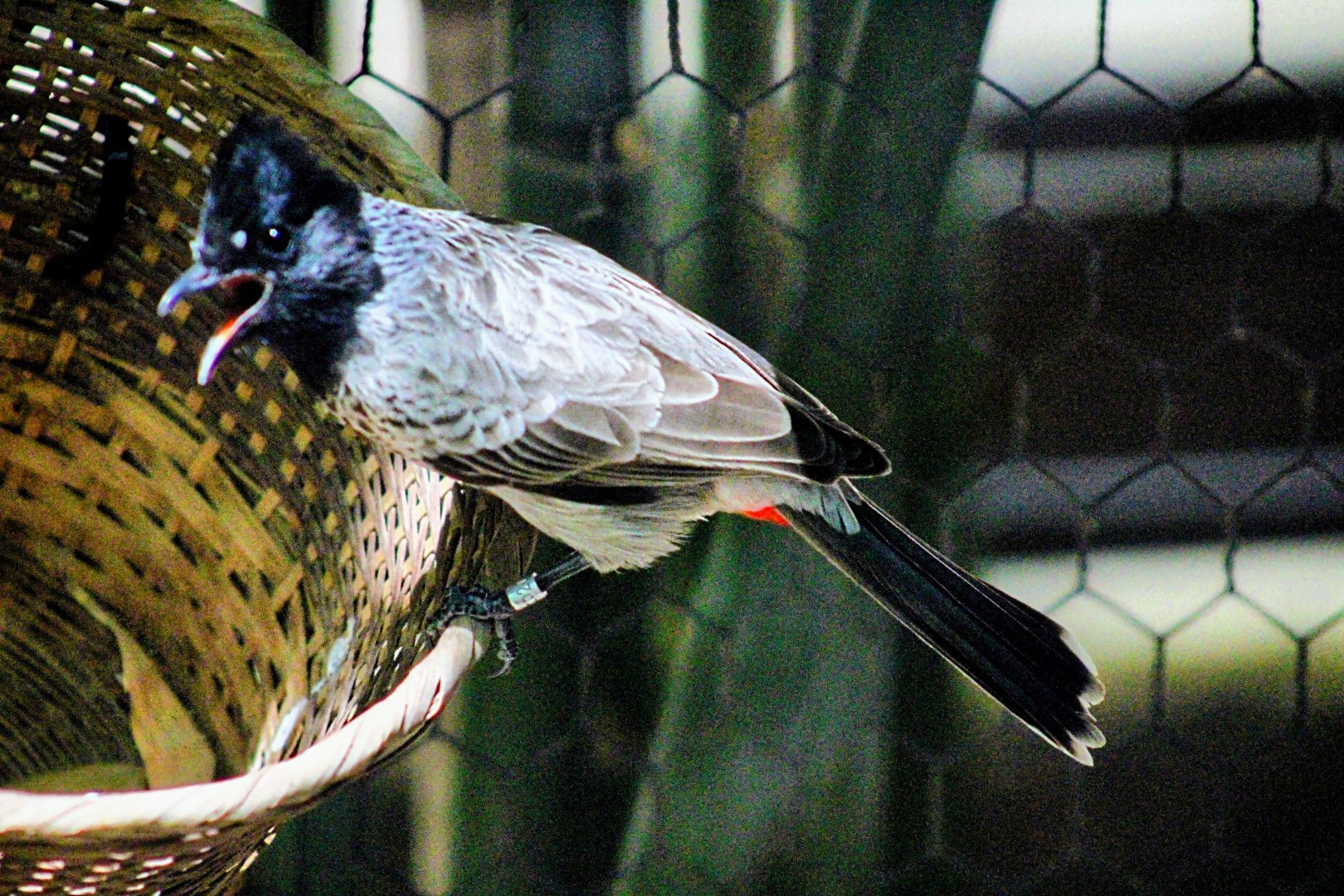 Red-vented Bulbul