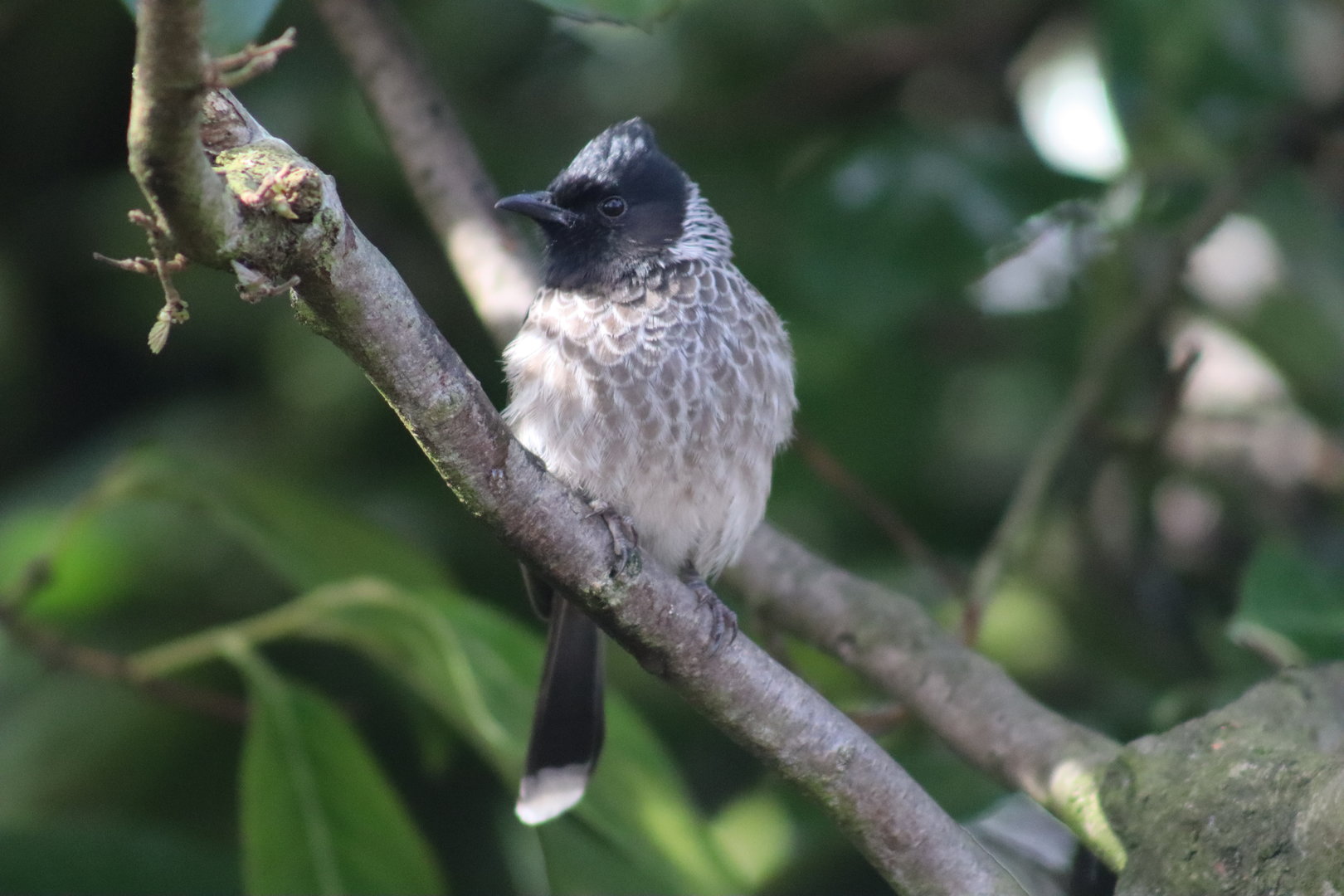 Red-vented Bulbul