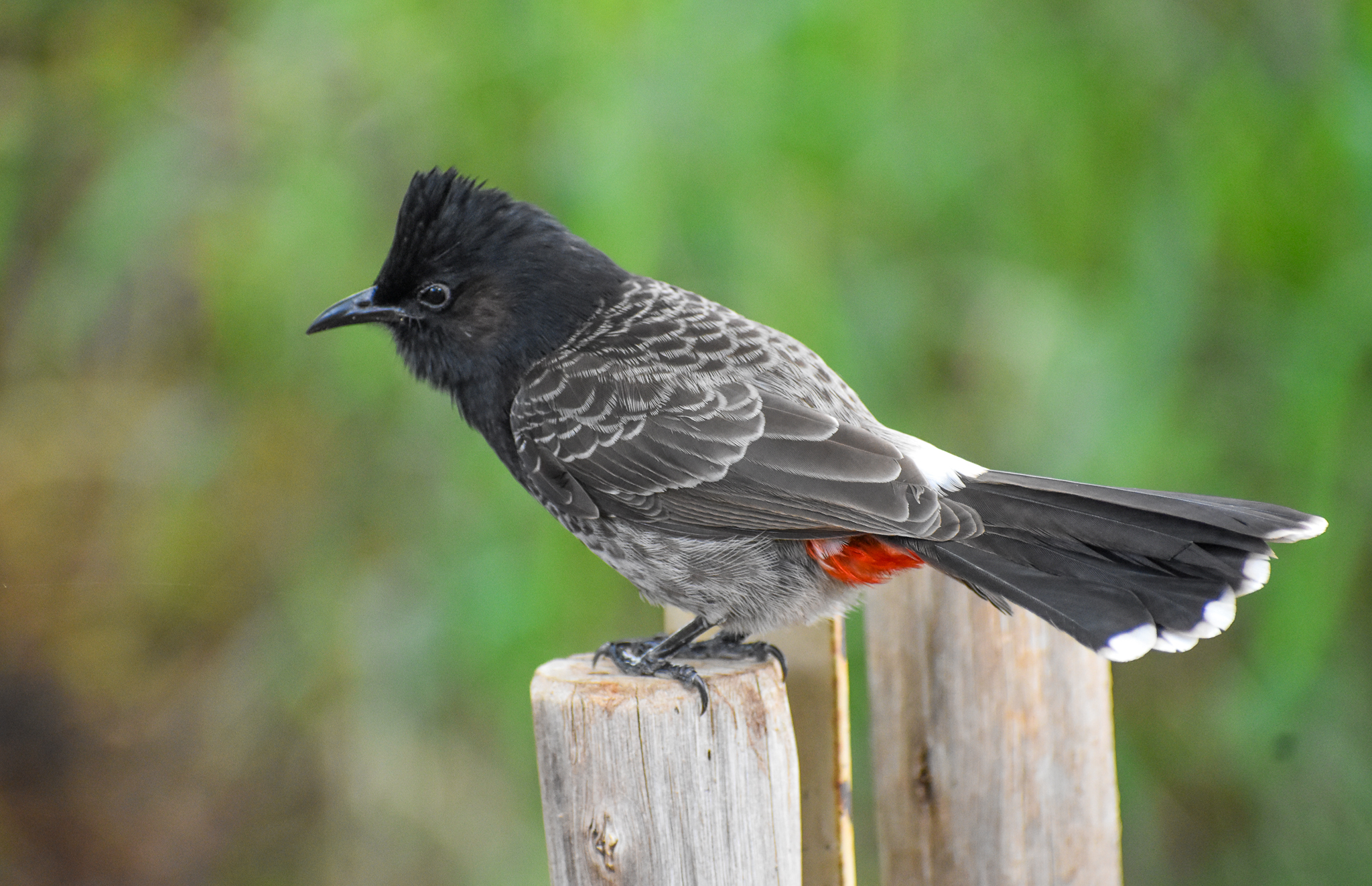 Red-vented Bulbul