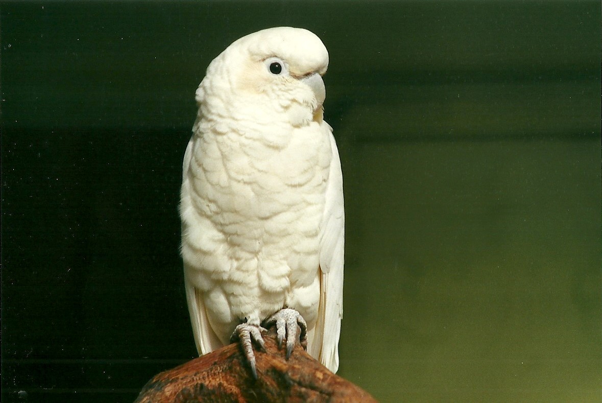 Red-vented Cockatoo, 6th March 2000