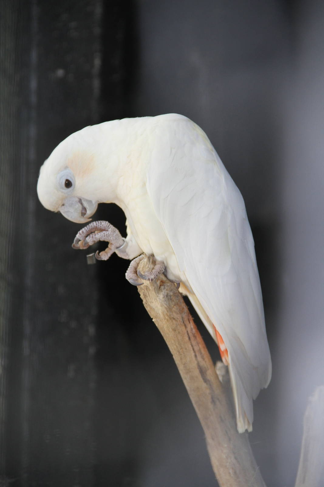 Red-vented Cockatoo (Cacatua haematuropygia)