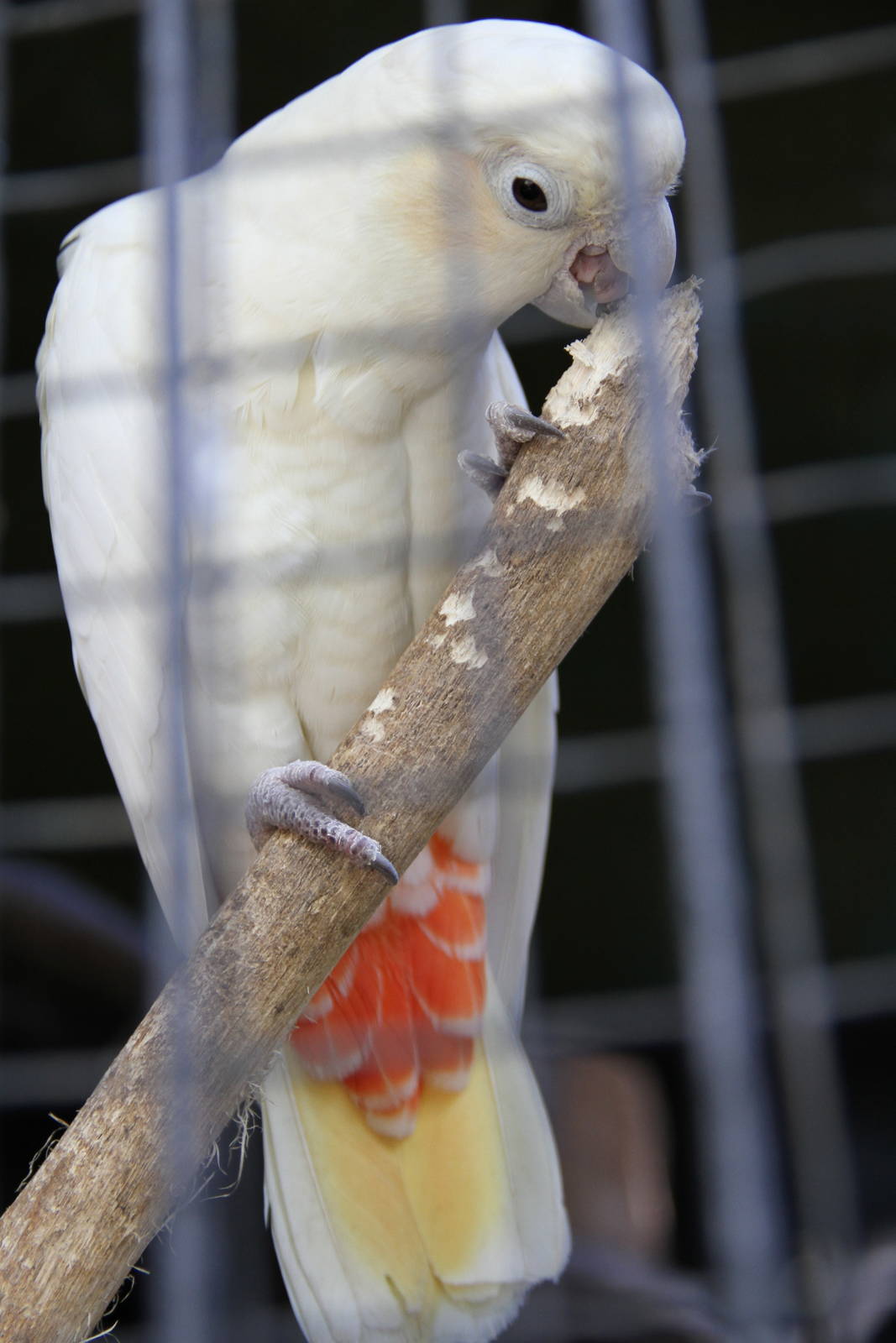 Red-vented Cockatoo (Cacatua haematuropygia)