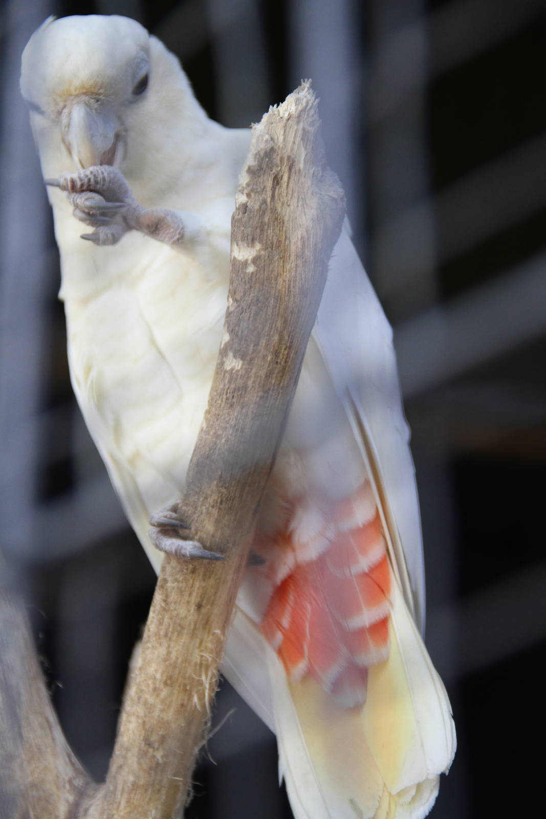Red-vented Cockatoo (Cacatua haematuropygia)