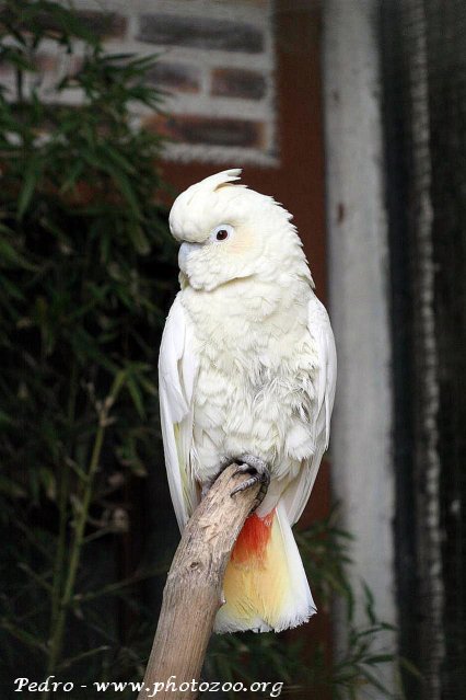 Red-vented cockatoo (Cacatua haematuropygia)