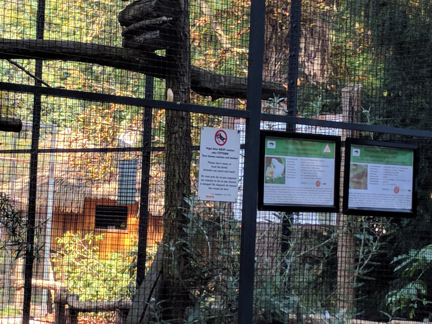 Red vented Cockatoo Enclosure