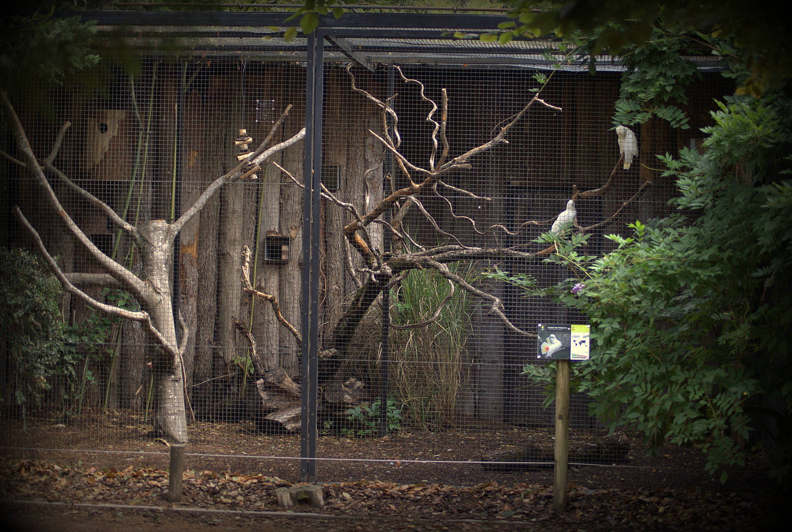 Red-vented cockatoo exhibit