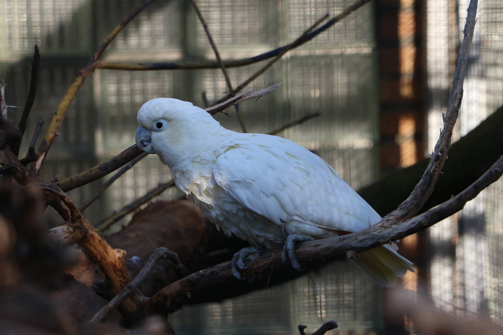 Red-vented cockatoo, February 2016