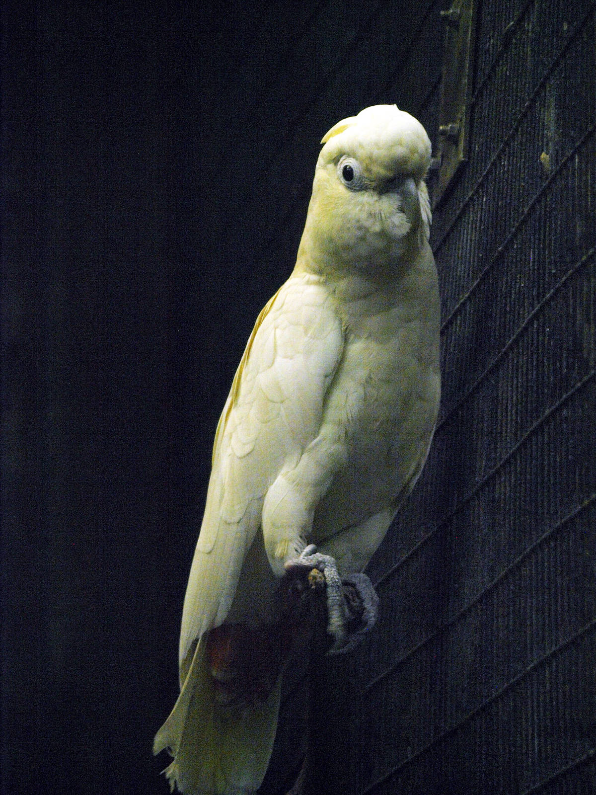 Red-vented Cockatoo
