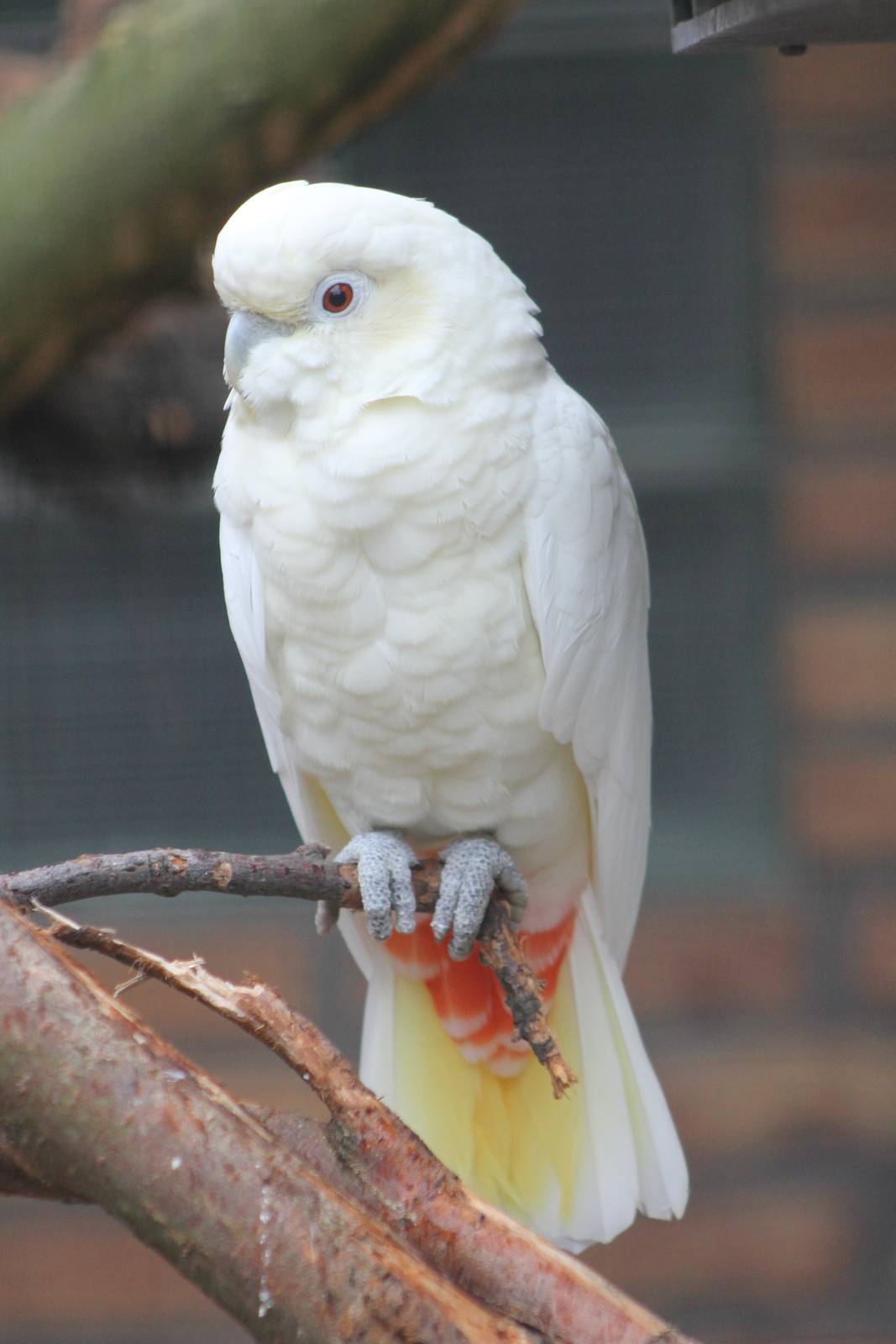 Red-vented cockatoo